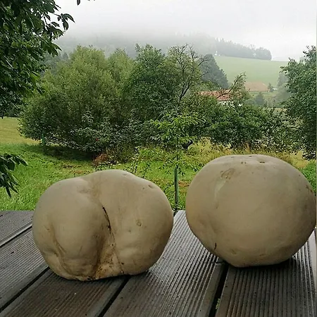 Mej Se Zdrave *